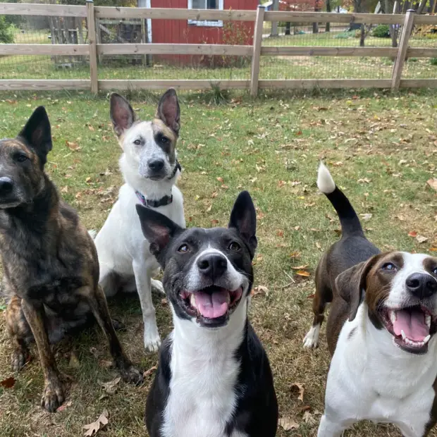 Dependable Dog training in Maryland