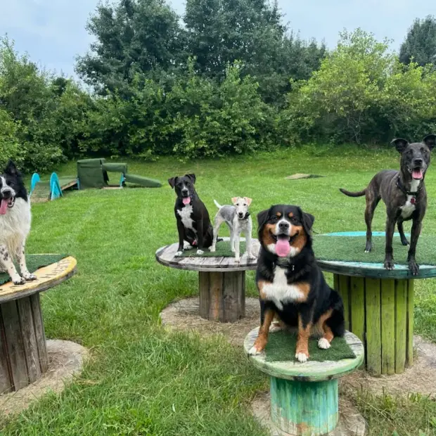 Dependable Dog training in Maryland