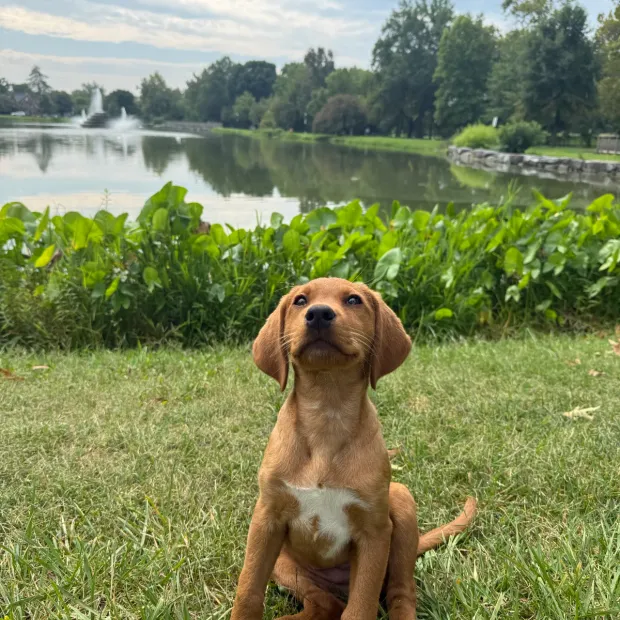 Dependable Dog training in Maryland